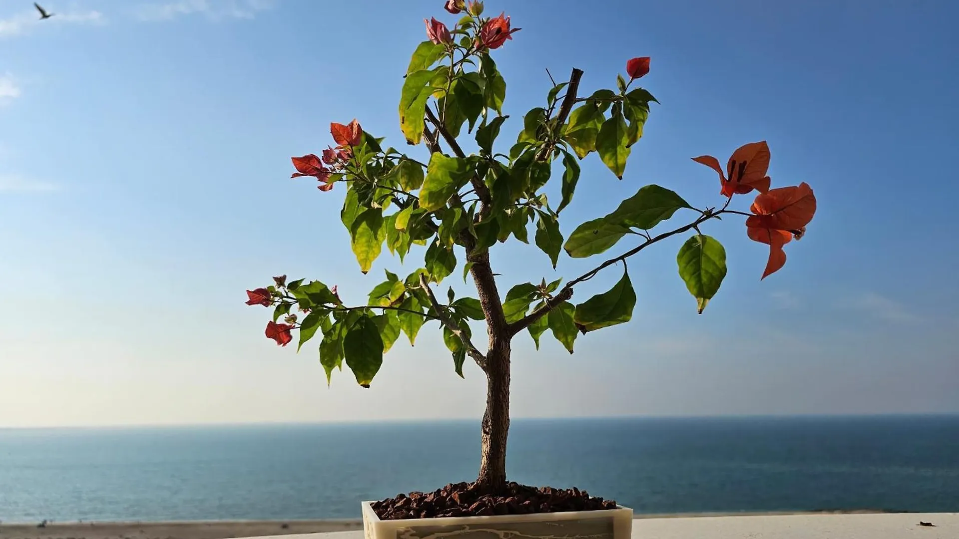 Apartment Full Sea View Studio High Floor Ras al-Khaimah